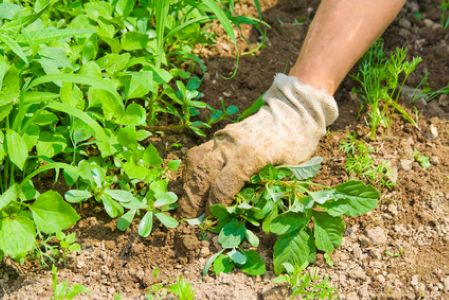 Weed Control Strategies That Actually Work in Wisconsin Summers
